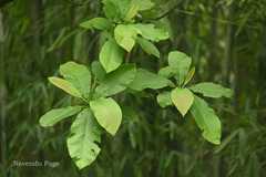 Dillenia scabrella